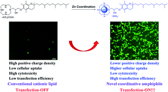 Graphical abstract: Zinc(ii)-cyclen coordinative amphiphiles for enhanced gene delivery