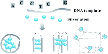 Graphical abstract: The spatial organization of trace silver atoms on a DNA template