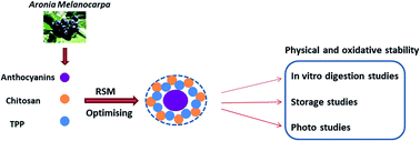 Graphical abstract: Preparing, optimising, and evaluating chitosan nanocapsules to improve the stability of anthocyanins from Aronia melanocarpa