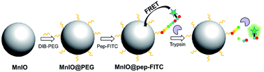 Graphical abstract: Peptide modified manganese-doped iron oxide nanoparticles as a sensitive fluorescence nanosensor for non-invasive detection of trypsin activity in vitro and in vivo