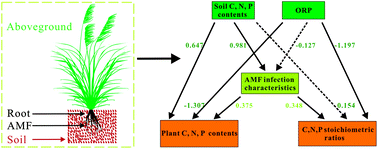 Graphical abstract: Interactions between arbuscular mycorrhizal fungi and soil properties jointly influence plant C, N, and P stoichiometry in West Lake, Hangzhou