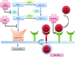 Graphical abstract: ACE2 as a potential therapeutic target for pandemic COVID-19