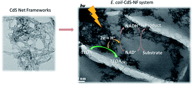 Graphical abstract: Cadmium sulfide net framework nanoparticles for photo-catalyzed cell redox