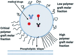 Graphical abstract: Chitosan-covered liposomes as a promising drug transporter: nanoscale investigations