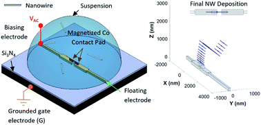 Graphical abstract: A 3-D NanoMagnetoElectrokinetic model for ultra-high precision assembly of ferromagnetic NWs using magnetic-field assisted dielectrophoresis