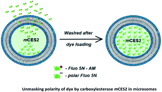 Graphical abstract: Targeted esterase-induced dye (TED) loading supports direct calcium imaging in eukaryotic cell-free systems