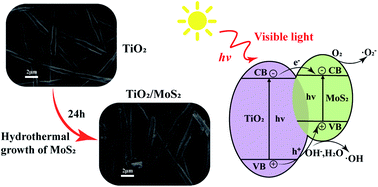 Graphical abstract: Controllable growth of MoS2 nanosheets on TiO2 burst nanotubes and their photocatalytic activity