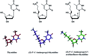 Graphical abstract: Synthesis and evaluation of (S)-5′-C-aminopropyl and (S)-5′-C-aminopropyl-2′-arabinofluoro modified DNA oligomers for novel RNase H-dependent antisense oligonucleotides