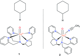 Graphical abstract: A DFT study on the C–H oxidation reactivity of Fe(iv)–oxo species with N4/N5 ligands derived from l-proline