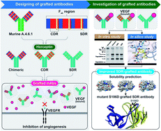 Graphical abstract: Investigation of interactions between binding residues and solubility of grafted humanized anti-VEGF IgG antibodies expressed as full-length format in the cytoplasm of a novel engineered E. coli SHuffle strain