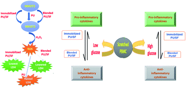 Graphical abstract: Immunomodulatory and antimicrobial non-mulberry Antheraea mylitta silk fibroin accelerates in vitro fibroblast repair and regeneration by protecting oxidative stress