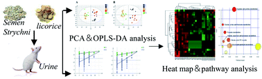 Graphical abstract: Investigation of the detoxification effect of licorice on Semen Strychni-induced acute toxicity in rats using a HPLC-Q-TOF/MS-based metabolomics approach