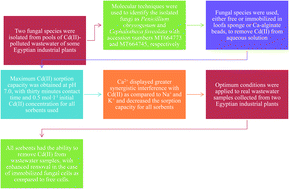 Graphical abstract: Fungal remediation of Cd(ii) from wastewater using immobilization techniques