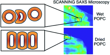 Graphical abstract: Table-top combined scanning X-ray small angle scattering and transmission microscopies of lipid vesicles dispersed in free-standing gel