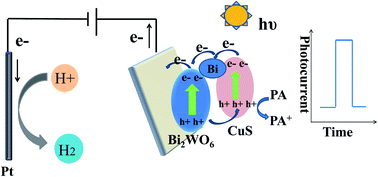 Graphical abstract: Selective and sensitive visible-light-prompt photoelectrochemical sensor of paracetamol based on Bi2WO6 modified with Bi and copper sulfide