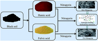 Graphical abstract: Adsorption of nitrification inhibitor nitrapyrin by humic acid and fulvic acid in black soil: characteristics and mechanism