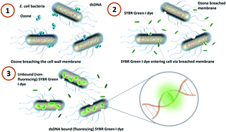 Graphical abstract: Ozonation enhancement of low cost double-stranded DNA binding dye based fluorescence measurement of total bacterial load in water