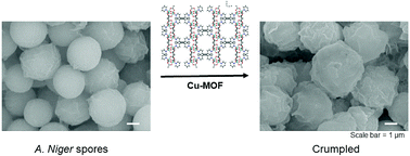 Graphical abstract: Analysis of the effects of Cu-MOFs on fungal cell inactivation