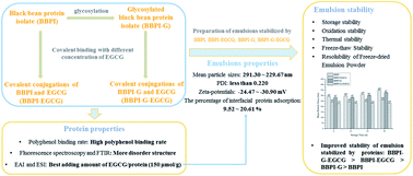 Graphical abstract: Improvement of protein emulsion stability through glycosylated black bean protein covalent interaction with (−)-epigallocatechin-3-gallate