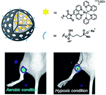 Graphical abstract: Phosphonated mesoporous silica nanoparticles bearing ruthenium complexes used as molecular probes for tracking oxygen levels in cells and tissues