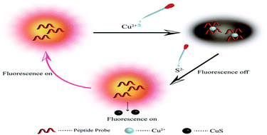 Graphical abstract: A label-free fluorescent peptide probe for sensitive and selective determination of copper and sulfide ions in aqueous systems