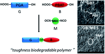 Graphical abstract: Morphological and mechanical properties of biodegradable poly(glycolic acid)/poly(butylene adipate-co-terephthalate) blends with in situ compatibilization