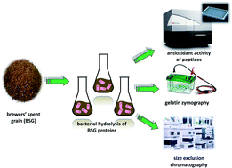 Graphical abstract: Enzymatic hydrolysis using bacterial cultures as a novel method for obtaining antioxidant peptides from brewers' spent grain