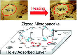 Graphical abstract: Zigzag gas phases on holey adsorbed layers