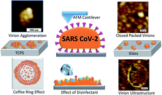 Graphical abstract: Interpretation of SARS-CoV-2 behaviour on different substrates and denaturation of virions using ethanol: an atomic force microscopy study