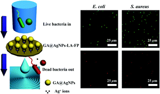 Graphical abstract: Robust immobilization of anionic silver nanoparticles on cellulose filter paper toward a low-cost point-of-use water disinfection system with improved anti-biofouling properties