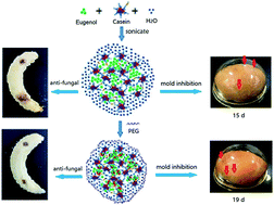 Graphical abstract: Superior anti-infective potential of eugenol–casein nanoparticles combined with polyethylene glycol against Colletotrichum musae infections