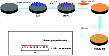 Graphical abstract: The biofunctionalization of titanium nanotube with chitosan/genipin heparin hydrogel and the controlled release of IL-4 for anti-coagulation and anti-thrombus through accelerating endothelialization