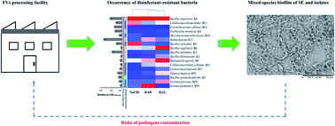 Graphical abstract: Occurrence of disinfectant-resistant bacteria in a fresh-cut vegetables processing facility and their role in protecting Salmonella enteritidis