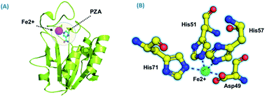 Graphical abstract: A computational perspective on the dynamic behaviour of recurrent drug resistance mutations in the pncA gene from Mycobacterium tuberculosis