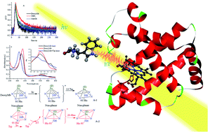 Graphical abstract: Photo induced reaction of myoglobins with energy transferred from excited free tryptophan