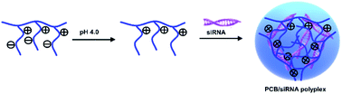 Graphical abstract: pH-sensitive zwitterionic polycarboxybetaine as a potential non-viral vector for small interfering RNA delivery