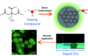 Graphical abstract: Comparison of the effects of synthesis methods of B, N, S, and P-doped carbon dots with high photoluminescence properties on HeLa tumor cells