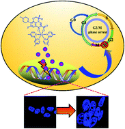 Graphical abstract: Microwave-assisted synthesis of ruthenium(ii) complexes containing levofloxacin-induced G2/M phase arrest by triggering DNA damage