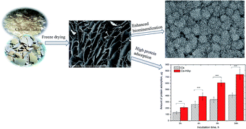 Graphical abstract: Enhanced biomineralization and protein adsorption capacity of 3D chitosan/hydroxyapatite biomimetic scaffolds applied for bone-tissue engineering