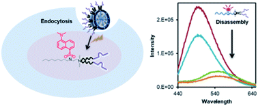 Graphical abstract: Tracking nucleic acid nanocapsule assembly, cellular uptake and disassembly using a novel fluorescently labeled surfactant