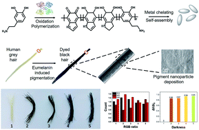 Graphical abstract: Bioinspired polymeric pigments to mimic natural hair coloring