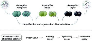 Graphical abstract: Selection and characterization of toxic Aspergillus spore-specific DNA aptamer using spore-SELEX
