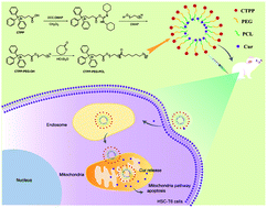 Graphical abstract: Mitochondria-targeted curcumin loaded CTPP–PEG–PCL self-assembled micelles for improving liver fibrosis therapy