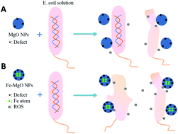 Graphical abstract: Enhanced anti-Escherichia coli properties of Fe-doping in MgO nanoparticles