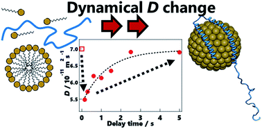 Graphical abstract: Time-resolved detection of SDS-induced conformational changes in α-synuclein by a micro-stopped-flow system