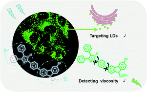 Graphical abstract: Two-photon fluorescent probes for detecting the viscosity of lipid droplets and its application in living cells