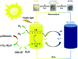Graphical abstract: Tunable and sustainable photocatalytic activity of photochromic Y-WO3 under visible light irradiation
