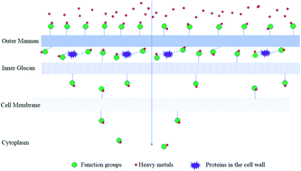 Graphical abstract: Adsorption process and mechanism of heavy metal ions by different components of cells, using yeast (Pichia pastoris) and Cu2+ as biosorption models