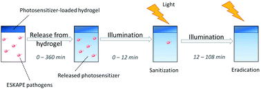 Graphical abstract: Photosensitizer-loaded hydrogels for photodynamic inactivation of multirestistant bacteria in wounds