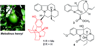 Graphical abstract: Melodinines Y1–Y4, four monoterpene indole alkaloids from Melodinus henryi
